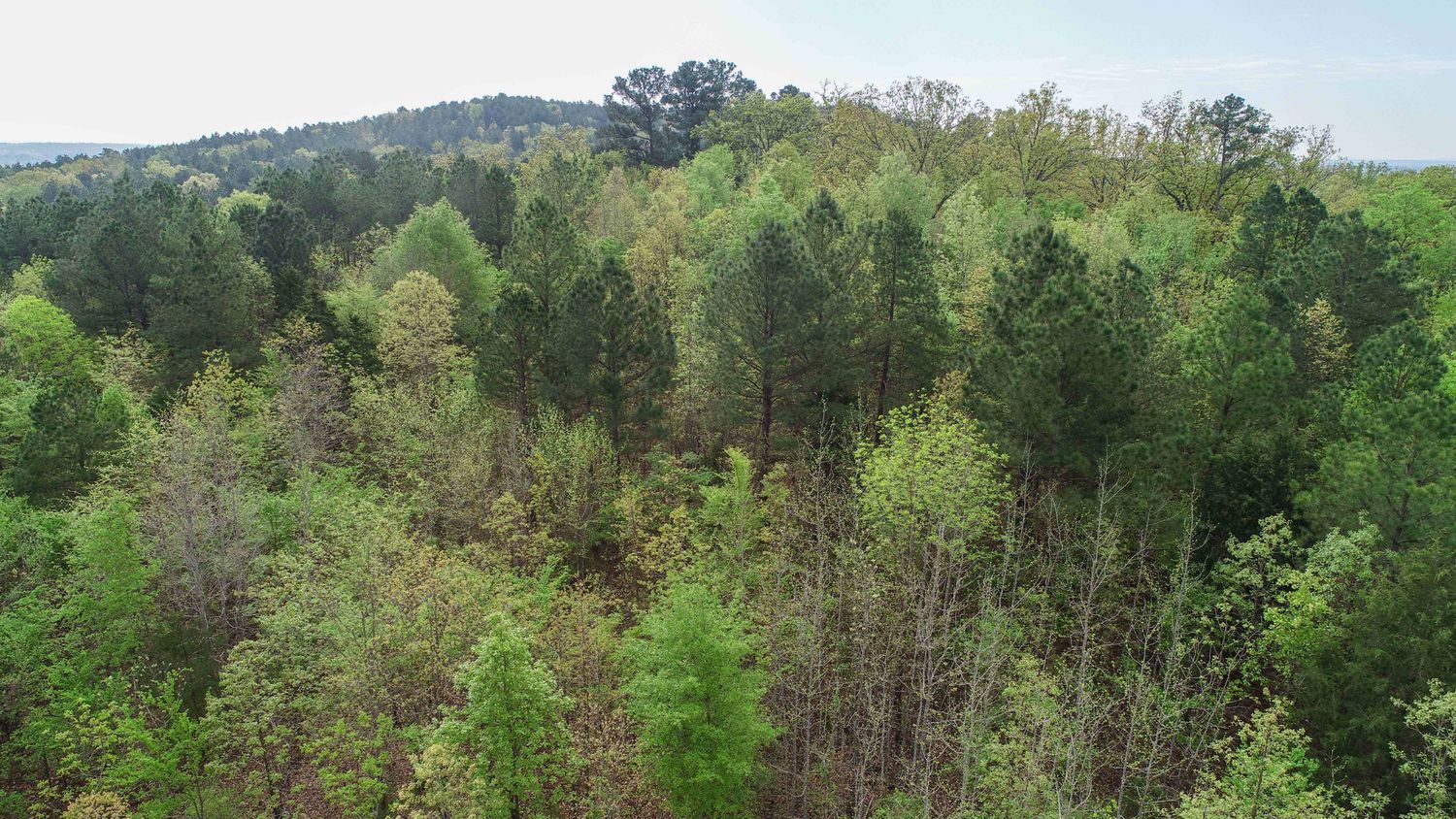 Farris 115 Timber: 00 CR 2215, Daingerfield, TX 75638
